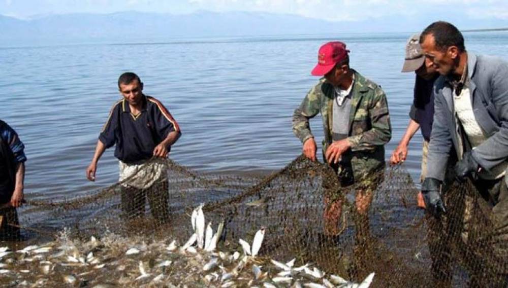 Մինչև նոյեմբերի 20-ը Սևանա լճից հնարավոր կլինի ևս 300 տոննա սիգ որսալ