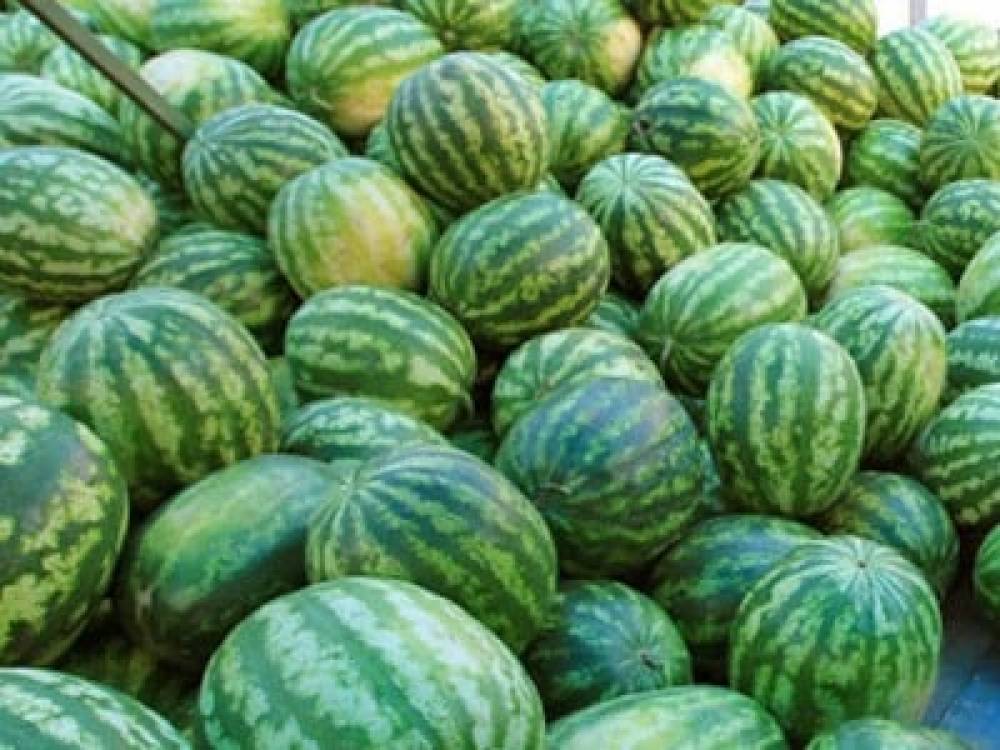 Արարատի մարզում քաղաքացուն պատկանող դաշտից գողացել են 5 տոննա ձմերուկ