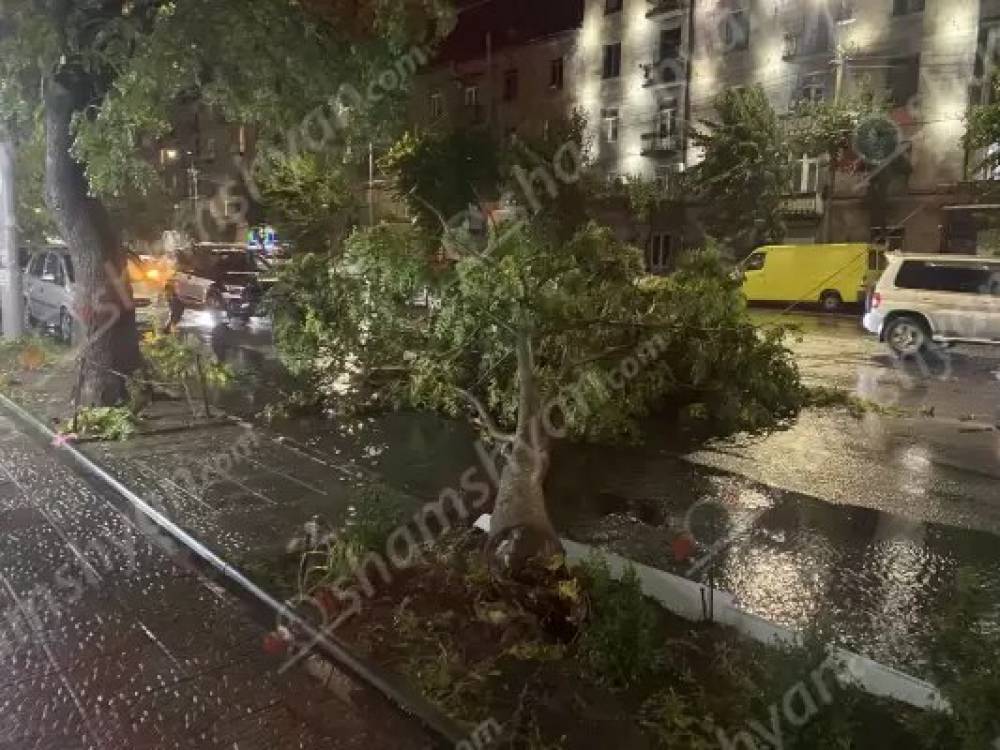Արտակարգ դեպք՝ Երևանում․ քամու հետևանքով ծառը արմատախիլ է եղել և տապալվել