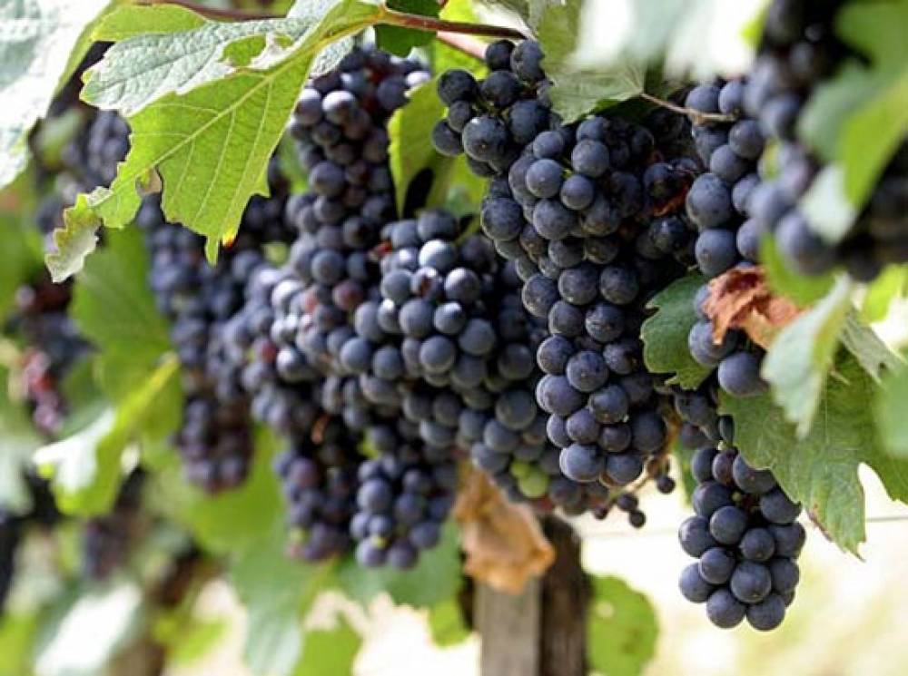 Կփոխվե՞ն արդյոք այս տարի Հայաստանում խաղողի գնման գները․ պարզաբանում է փորձագետը